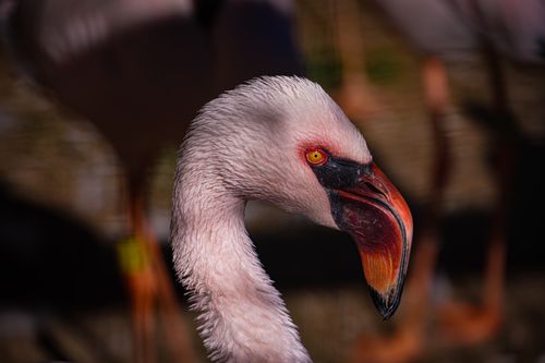 Free Detailed close-up shot of a pink flamingo showcasing its vibrant plumage and distinctive beak. Stock Photo