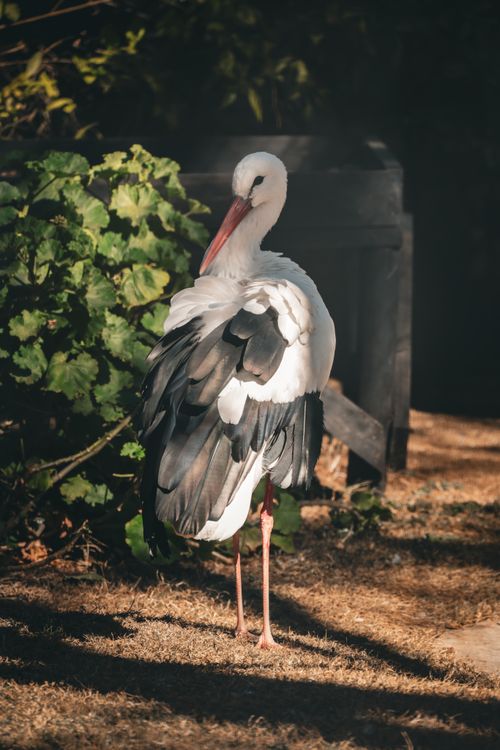 Free A European stork standing gracefully outdoors in a lush, sunlit setting. Stock Photo