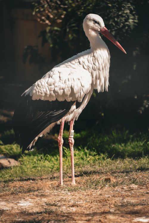 Free Elegant European stork standing in sunlight with lush greenery backdrop. Stock Photo