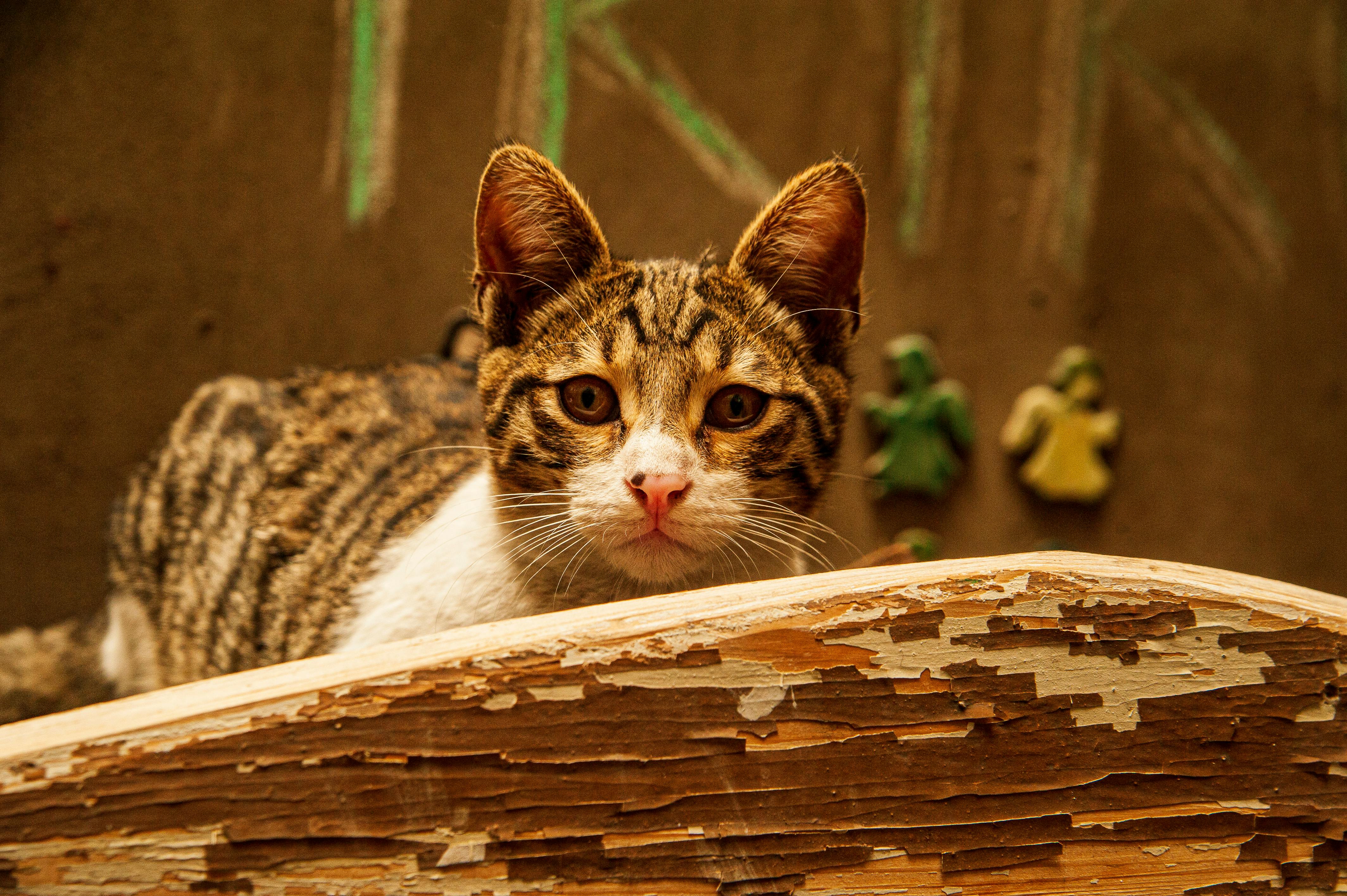 É bom ter gatos em casa?