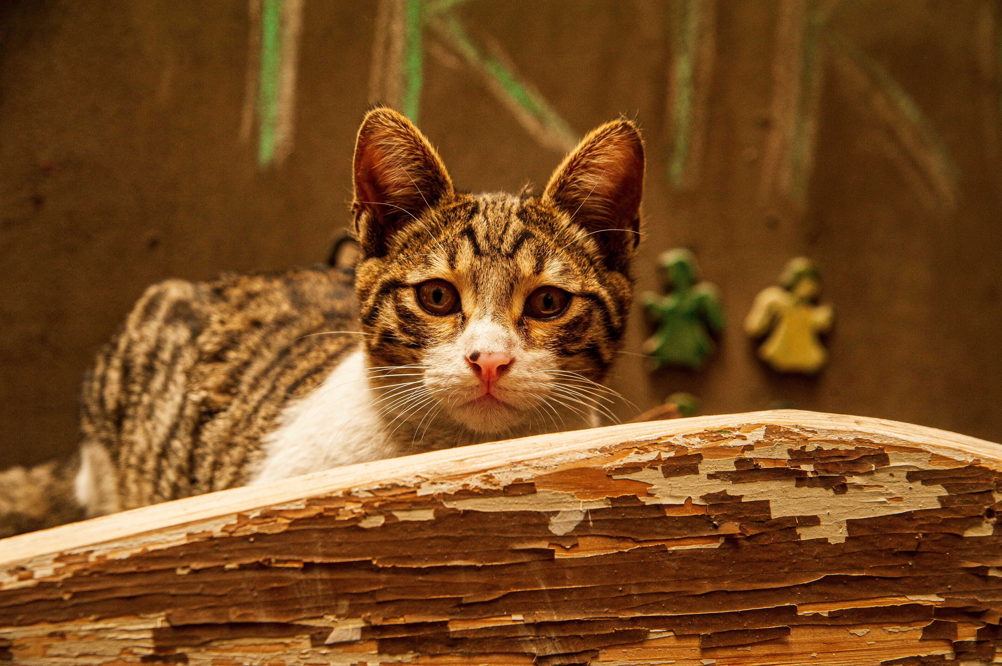 Curious Tabby Cat Behind Rustic Wooden Fence · Free Stock Photo