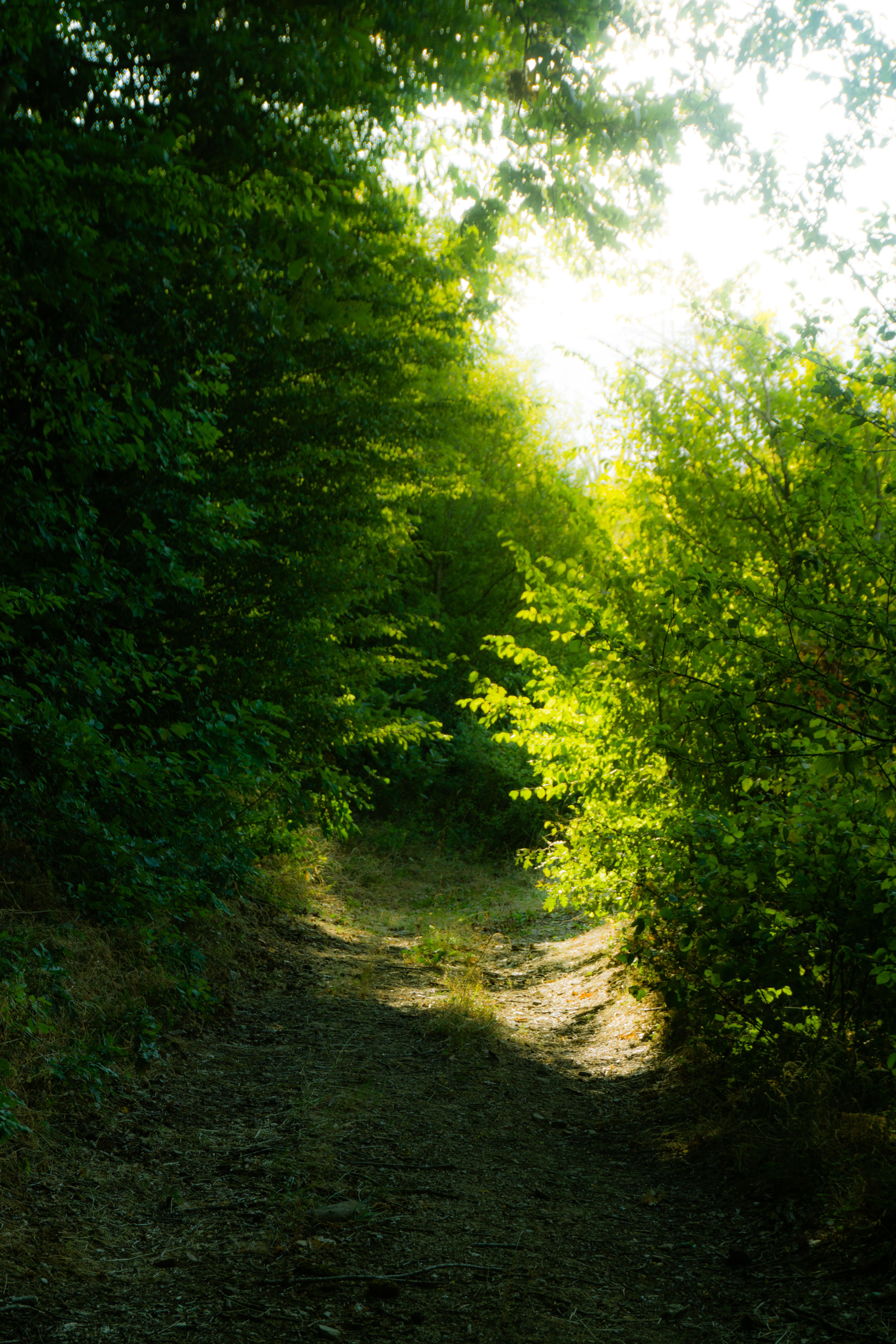 Serene Sunlit Forest Path in Summer · Free Stock Photo