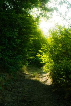 A tranquil path through lush green forest illuminated by sunlight, epitomizing summer serenity.
