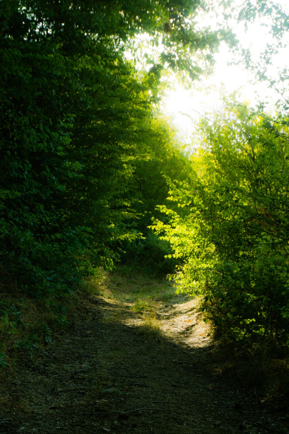 Serene Sunlit Forest Path in Summer · Free Stock Photo