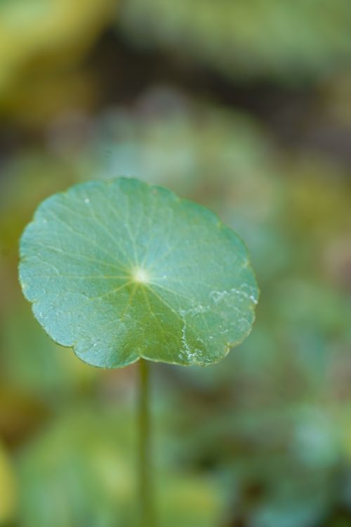 Free Macro photograph of a pennywort leaf, showing its round shape and green texture in a natural habitat. Stock Photo