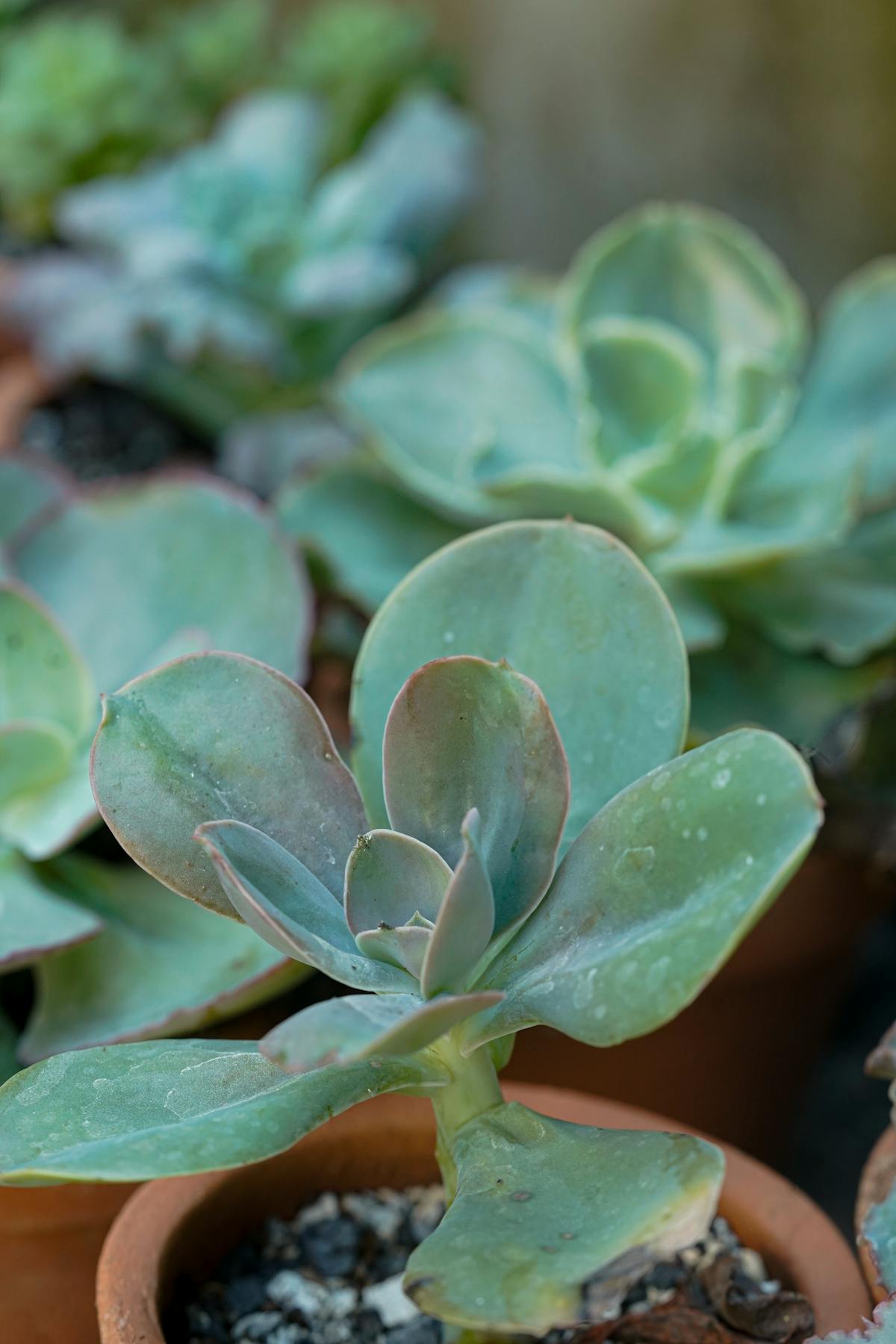 Vasi di terracotta con diverse piante succulente e substrato drenante