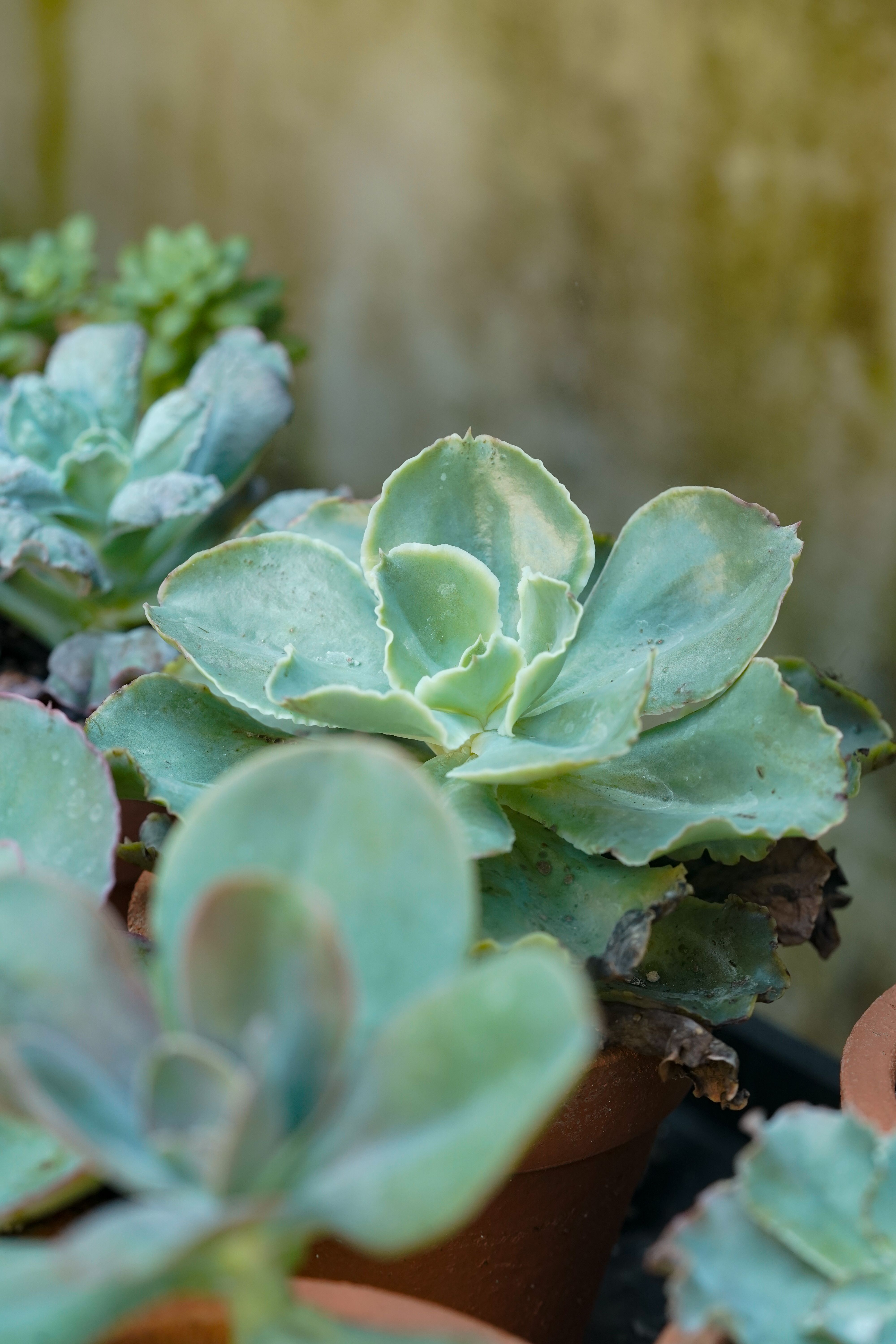 Plantes faciles à entretenir pour le jardin - illustration