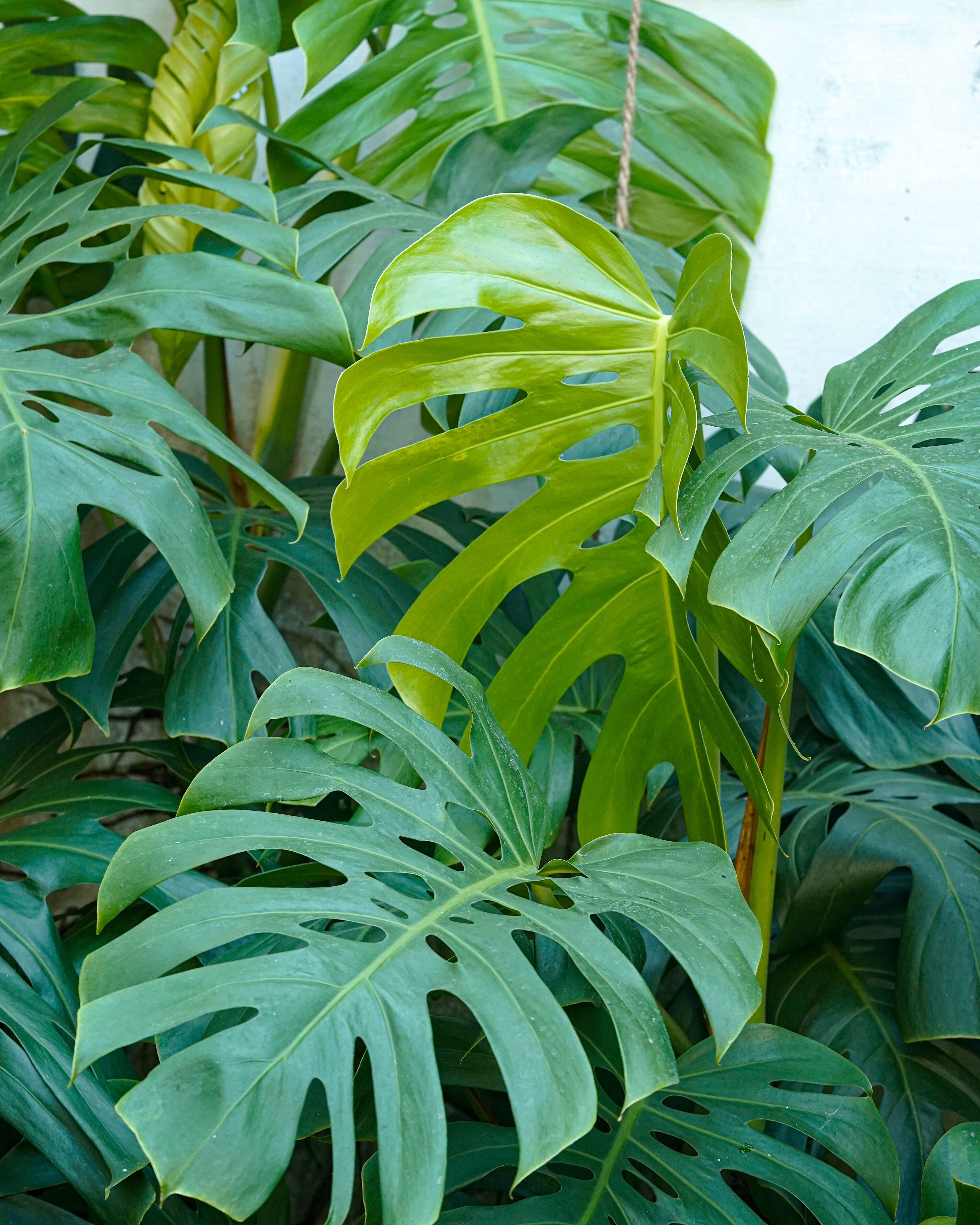 Lush green monstera plant with large split leaves in an outdoor garden setting.