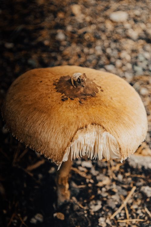 Free A close-up view of a brown mushroom growing on a forest floor in Bavaria. Stock Photo