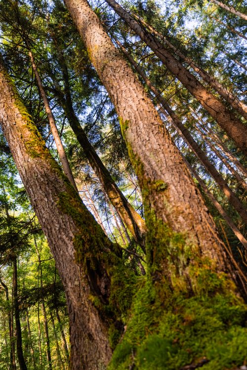 Free Golden sunlight illuminates moss-covered trees in a serene Bavarian forest. Stock Photo