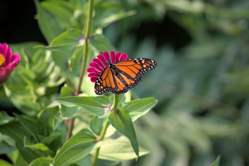 Free A close-up of a monarch butterfly perched on a vibrant pink flower amidst lush greenery. Stock Photo