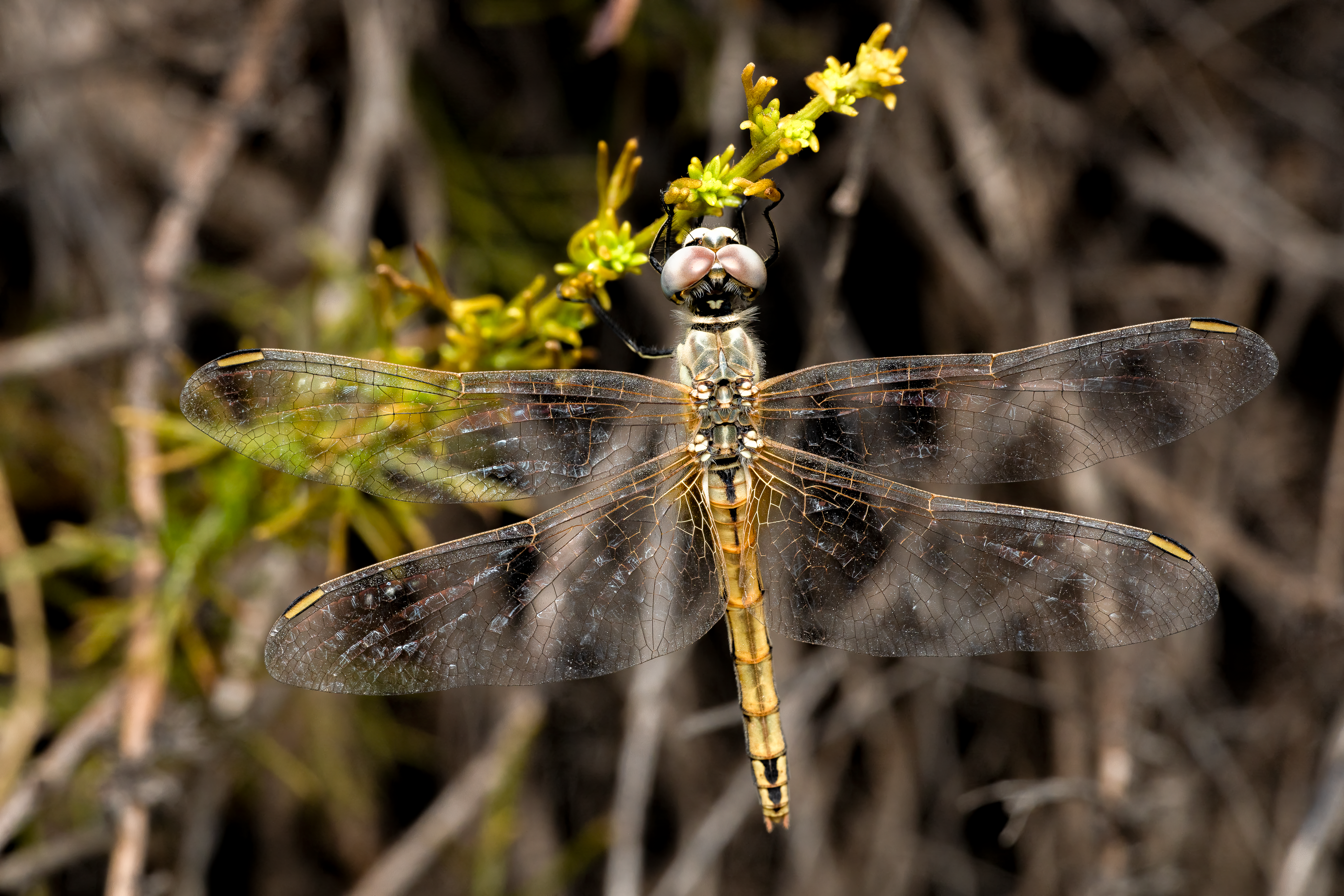 Close-Up of Dragonfly on Branch Outdoors · Free Stock Photo
