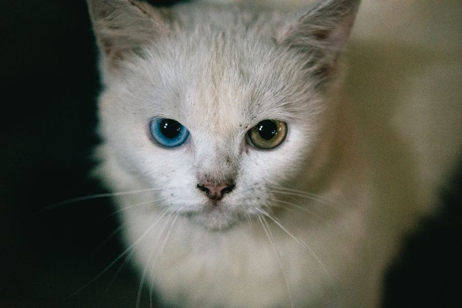 Stunning portrait of a cat with heterochromia, featuring vivid blue and green eyes.