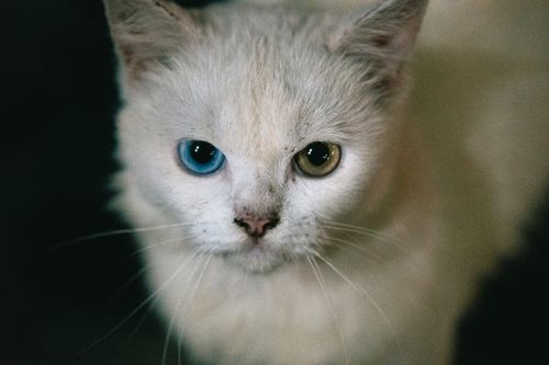 Free Stunning portrait of a cat with heterochromia, featuring vivid blue and green eyes. Stock Photo