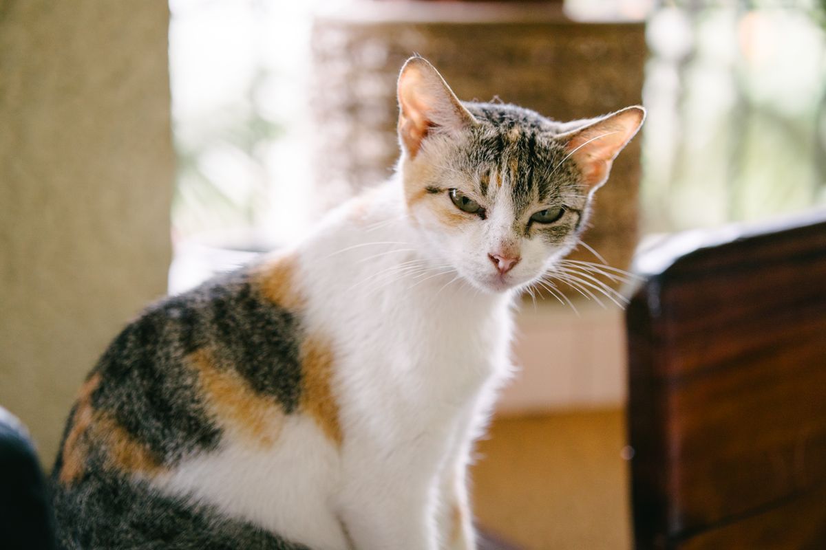 Calico cat indoors relevant to observing pet activity, comfort, and wellness patterns