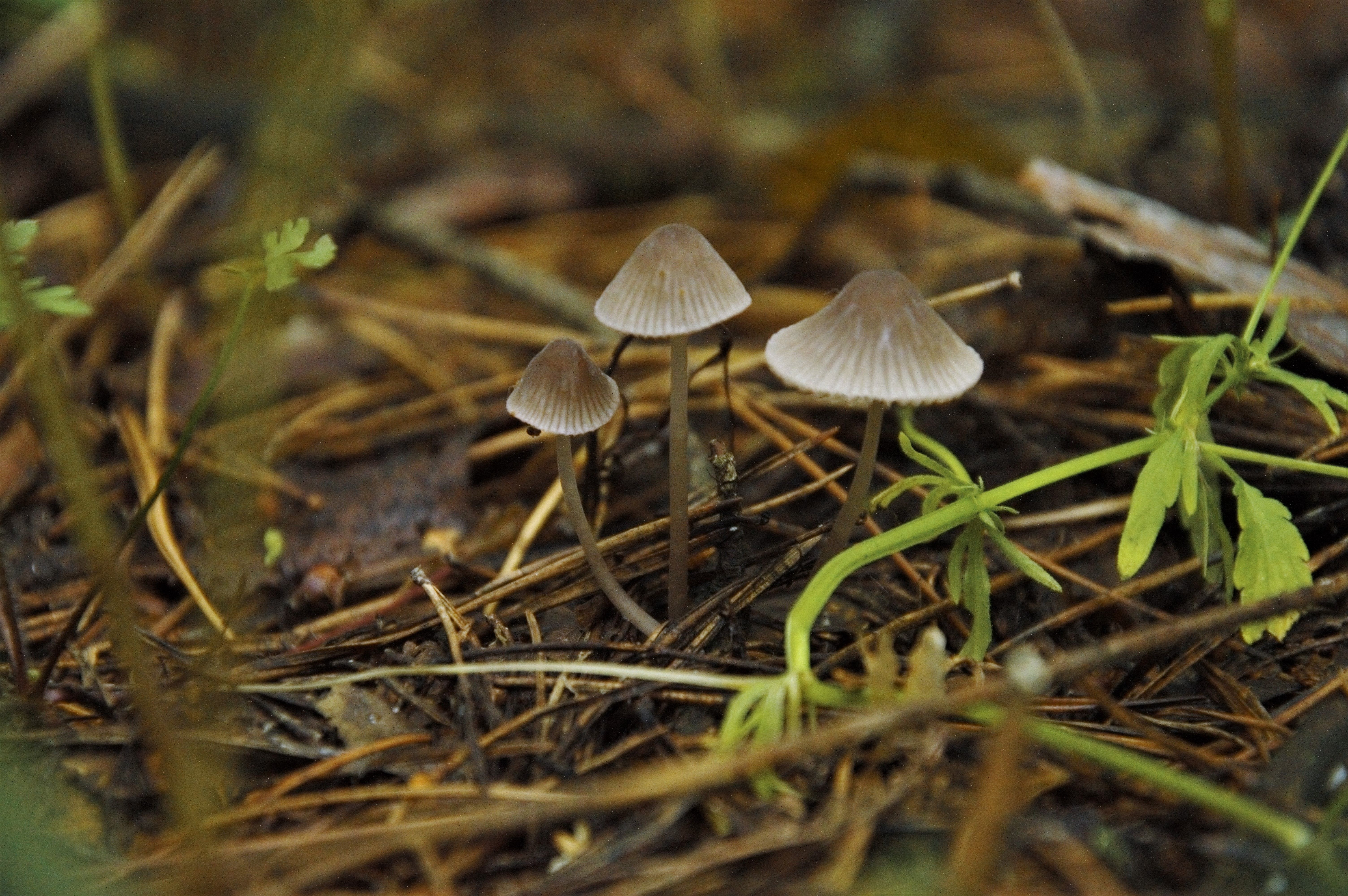 Wild mushrooms on a mossy forest floor in Montana
