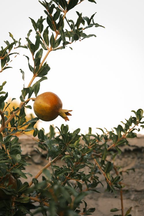 Free A ripe pomegranate hanging on a tree branch against a serene evening sky. Stock Photo