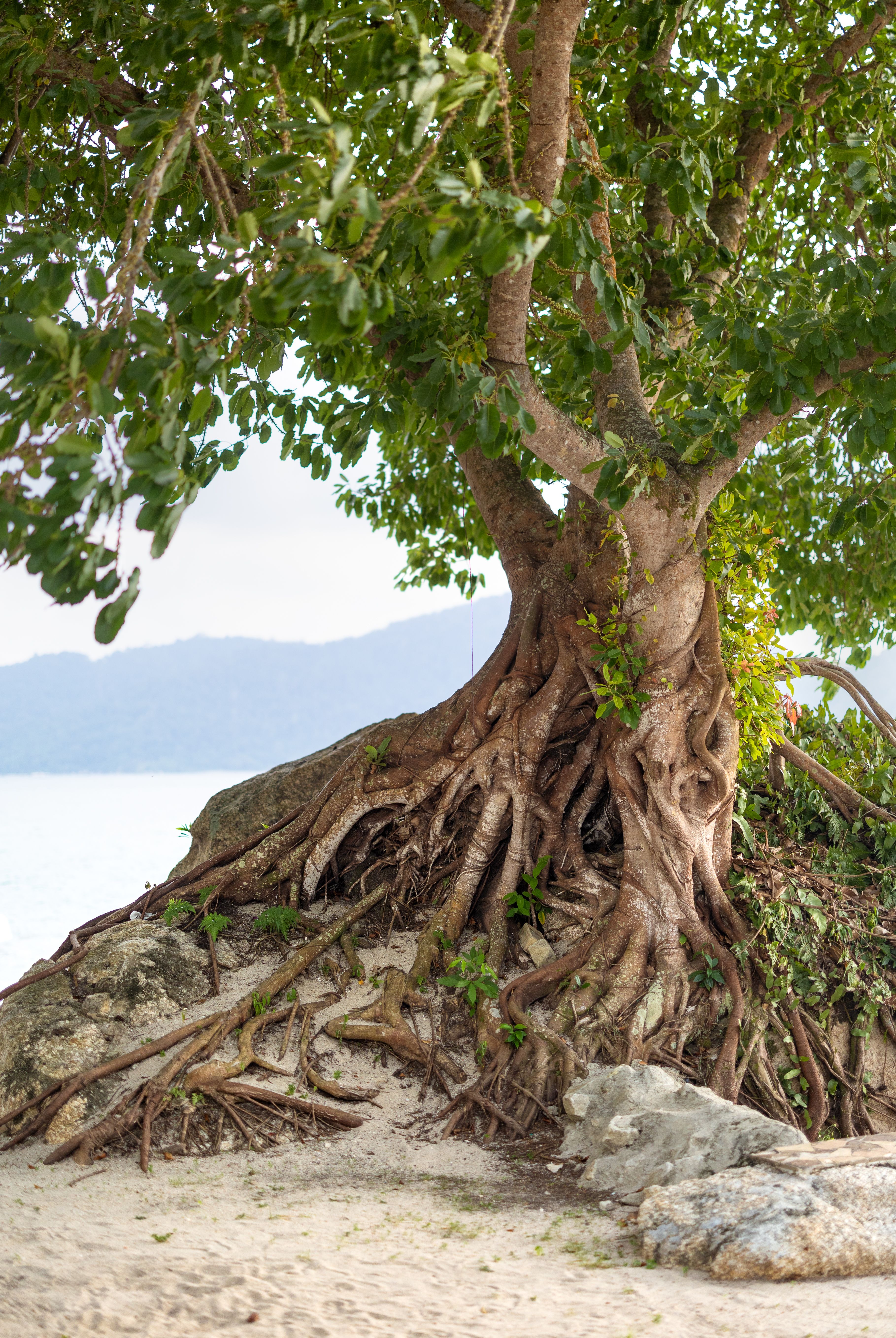 Tropical Tree Roots by the Beach in Malaysia · Free Stock Photo
