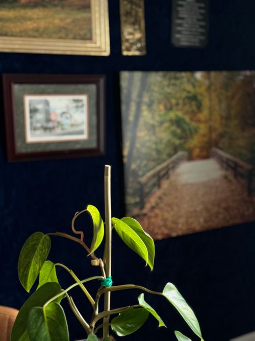 Free Plant on Office Desk with Art Wall  Stock Photo