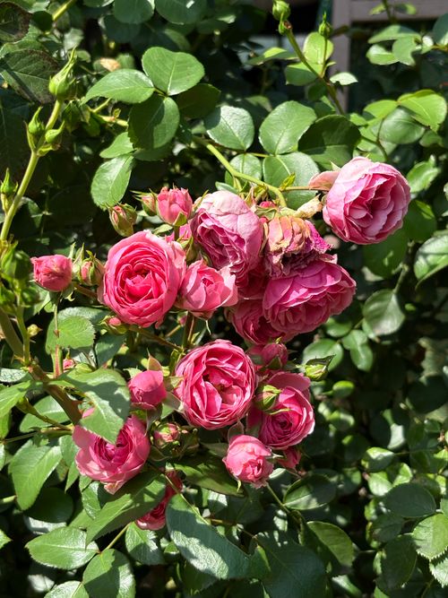 Free Beautiful pink roses bloom vibrantly in a sunlit garden, showcasing nature's elegance. Stock Photo