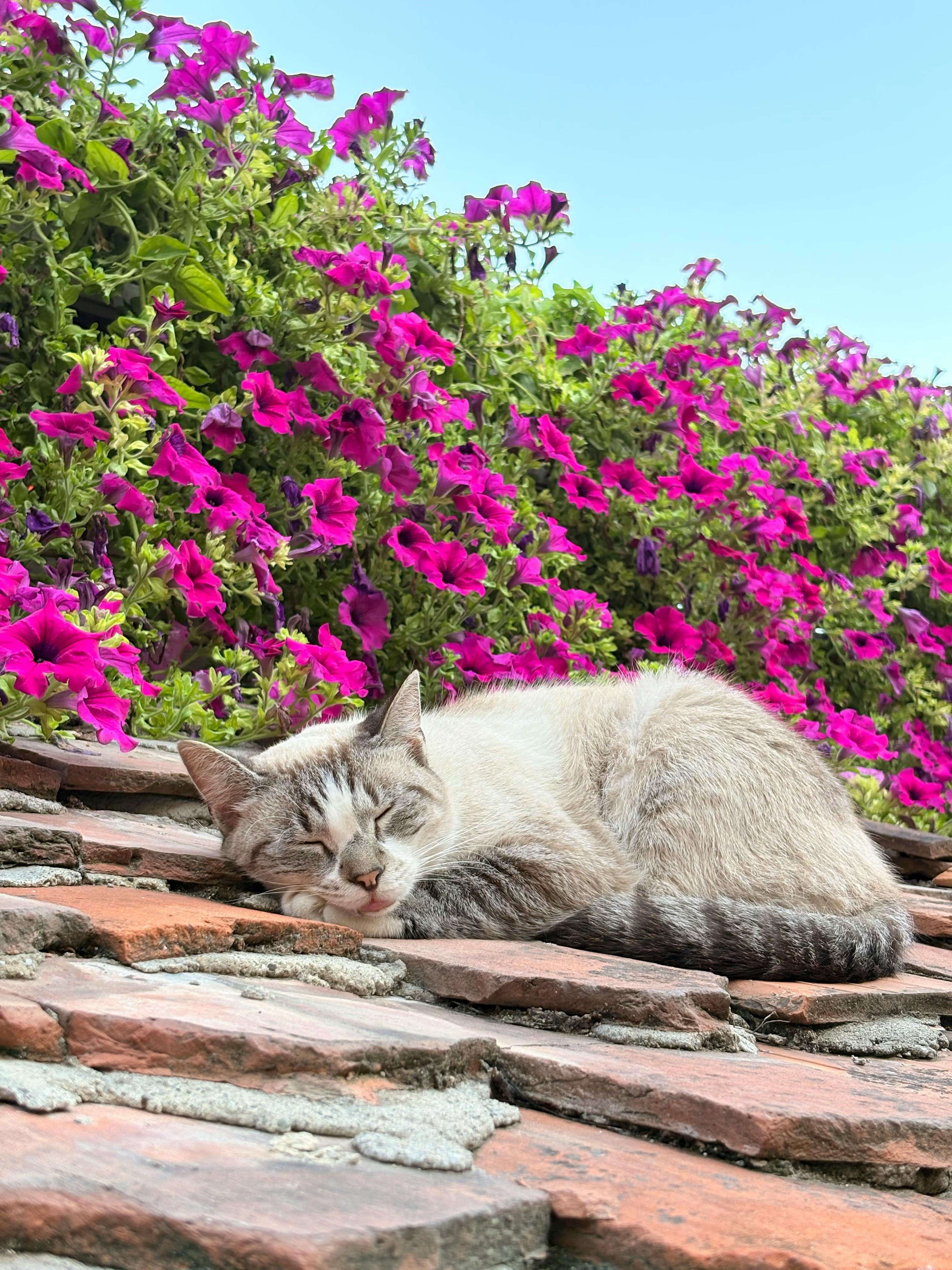 A serene cat sleeps on a rustic roof surrounded by vibrant flowers, capturing nature's tranquility.