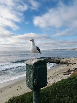 A seagull perched on a lifeguard stand overlooking the ocean at La Jolla Shores, San Diego.