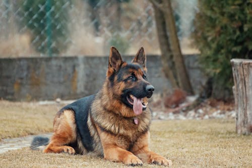 Anjing Gembala Jerman Dewasa Berbaring Di Tanah