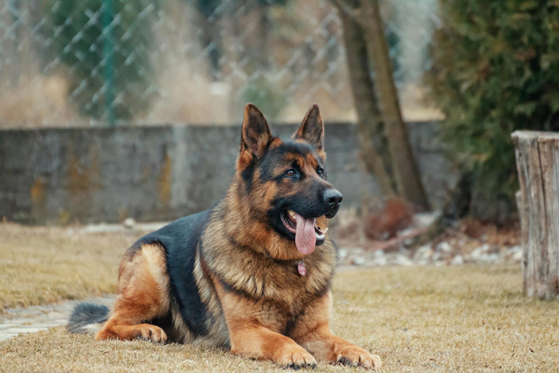 Vuxen schäferhund som ligger på marken