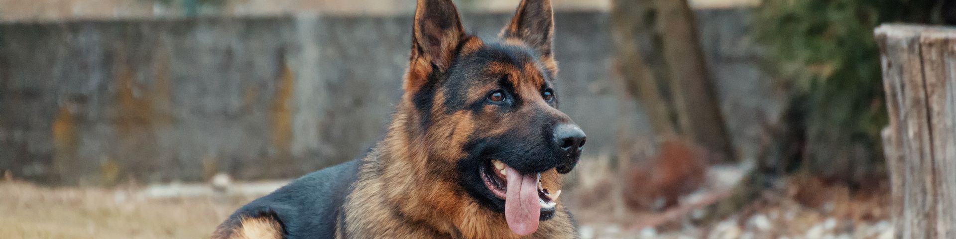 Cover photo for Dog Lovers - Philippines