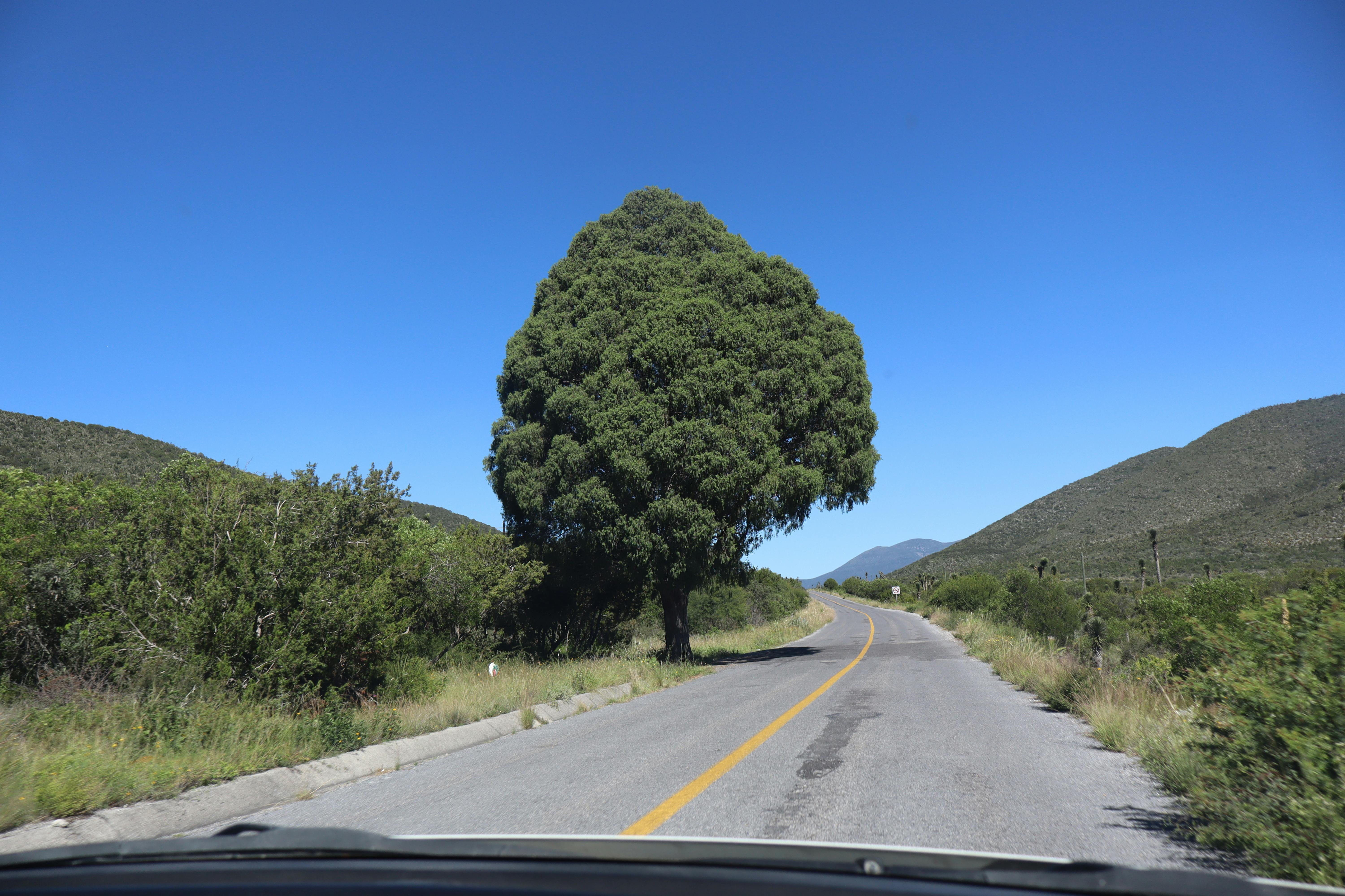 Discover a serene rural road near Bustamante, Tamaulipas, Mexico, under a clear blue sky.