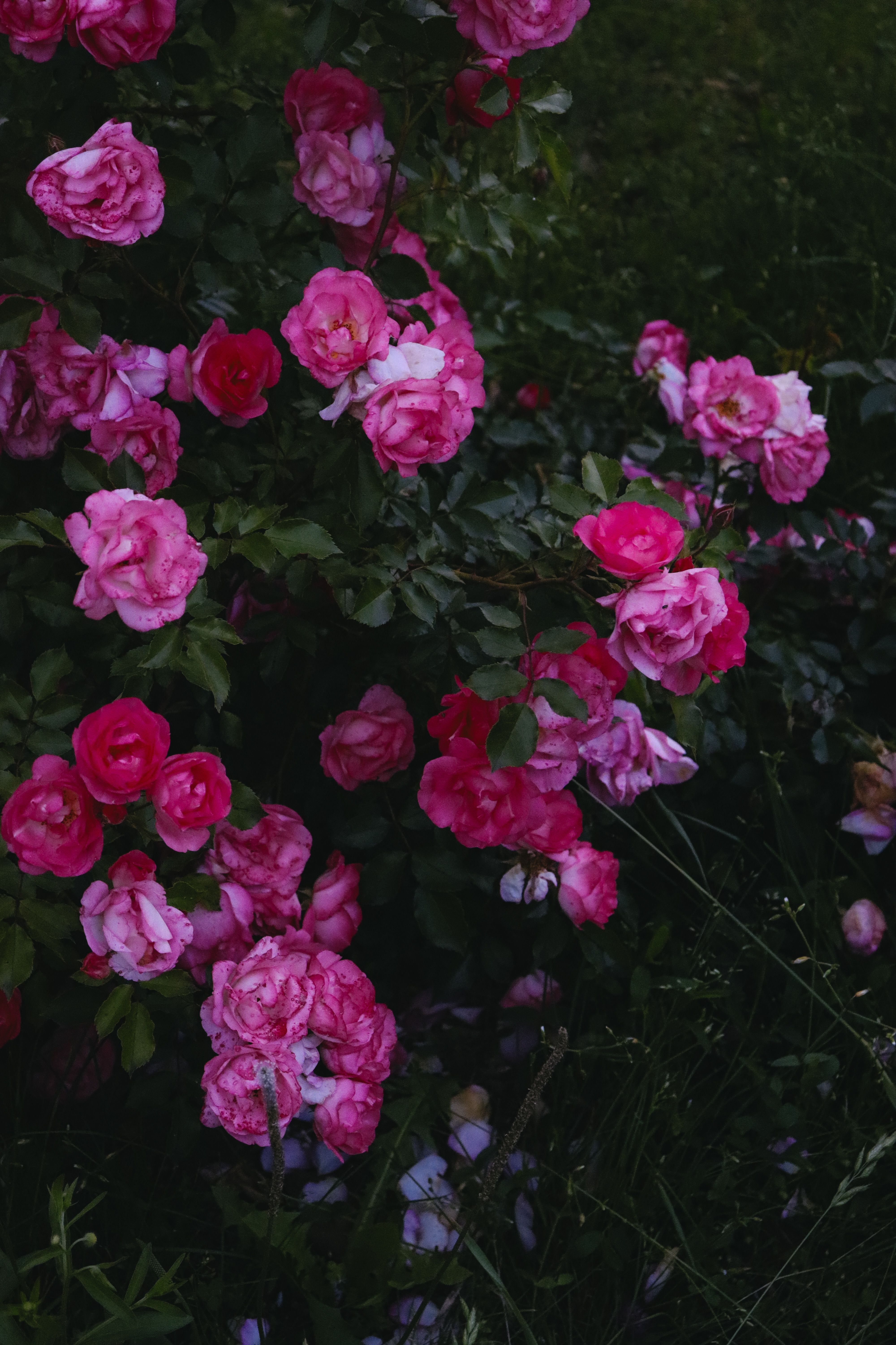 Vibrant Pink Roses in Lush Green Garden · Free Stock Photo