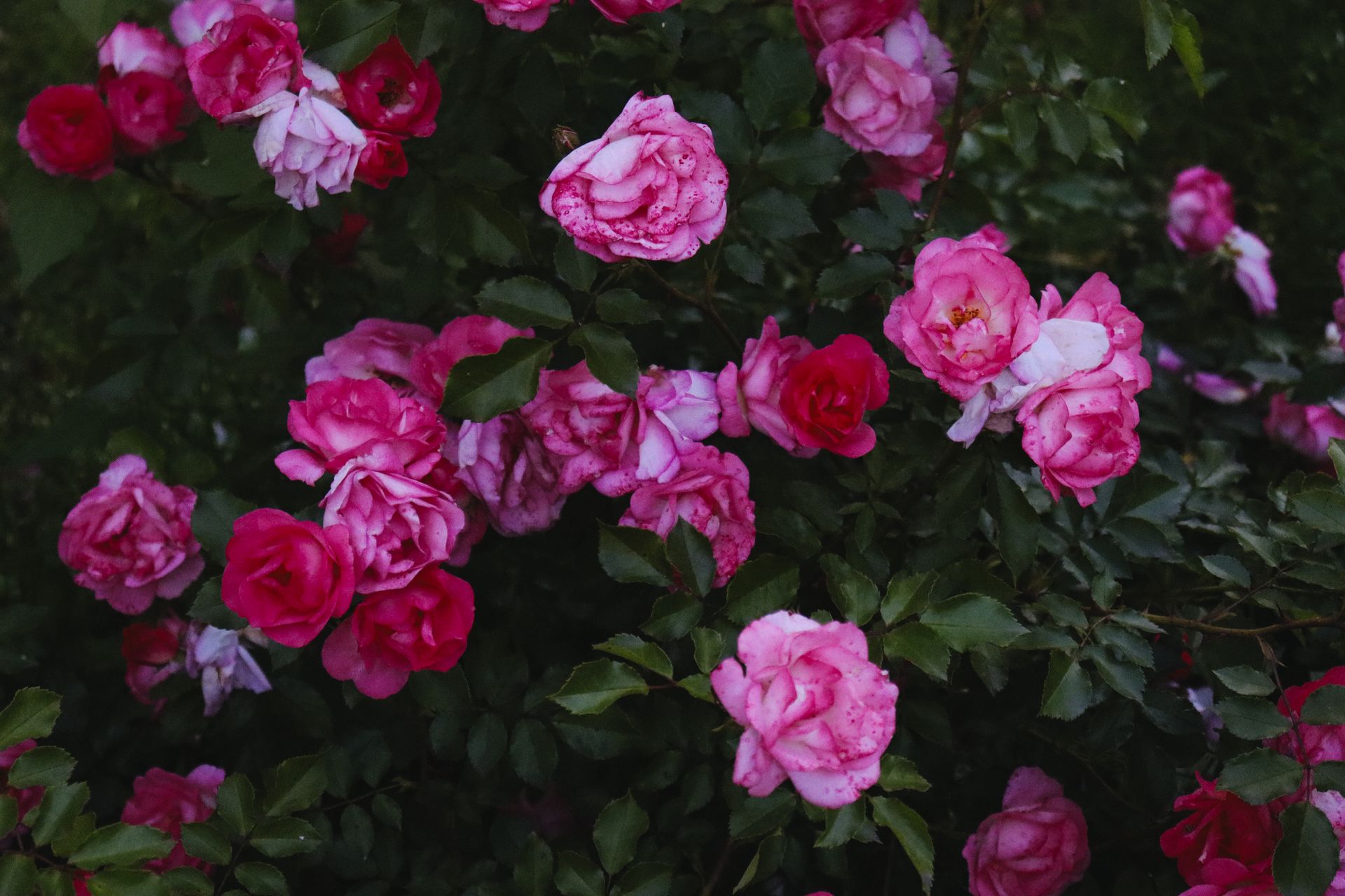 Close-up of vibrant pink roses blooming in a lush summer garden.