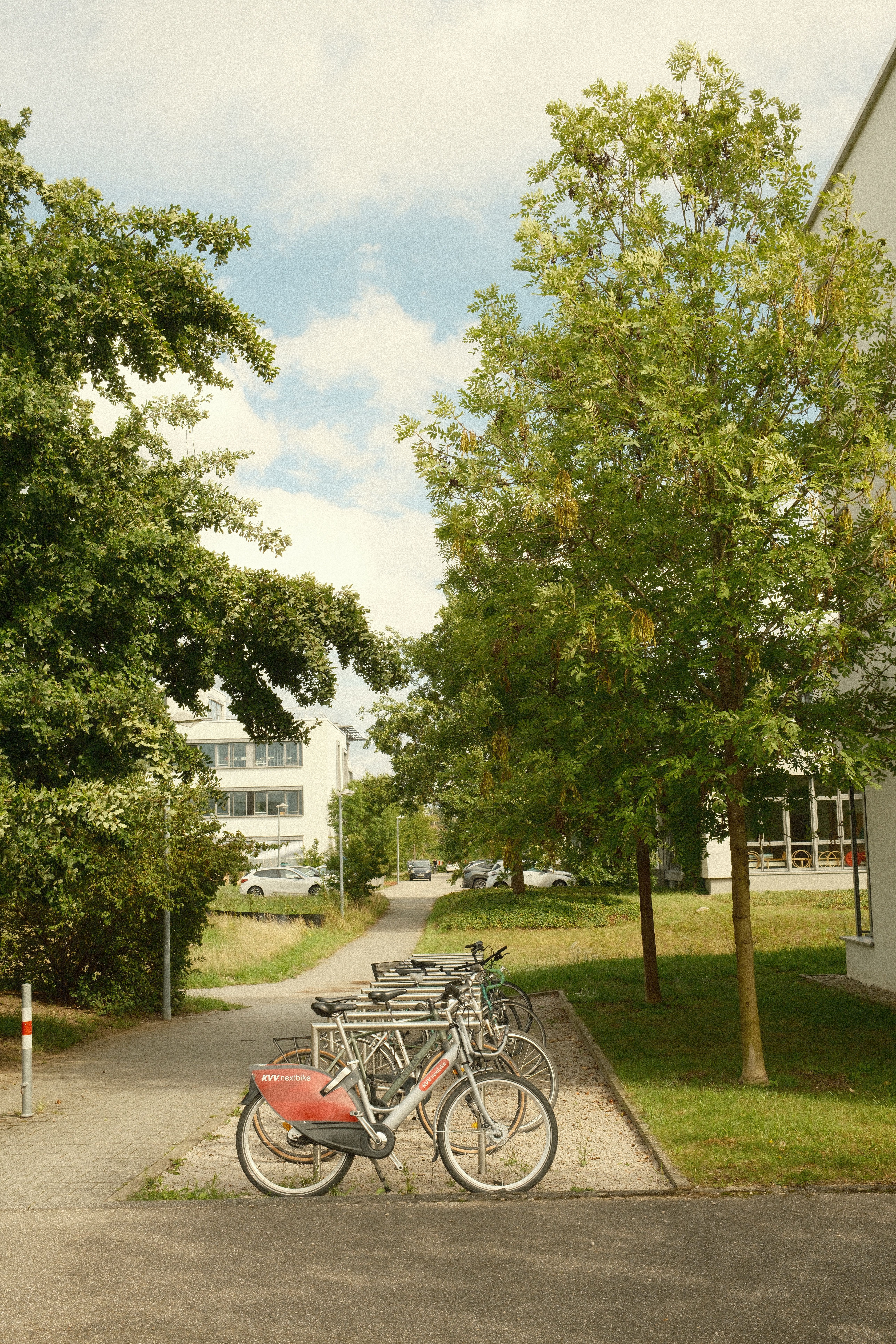Kostnadsfria Parkerade cyklar i ett soligt stadsområde med moderna byggnader och grönska. Stock foto