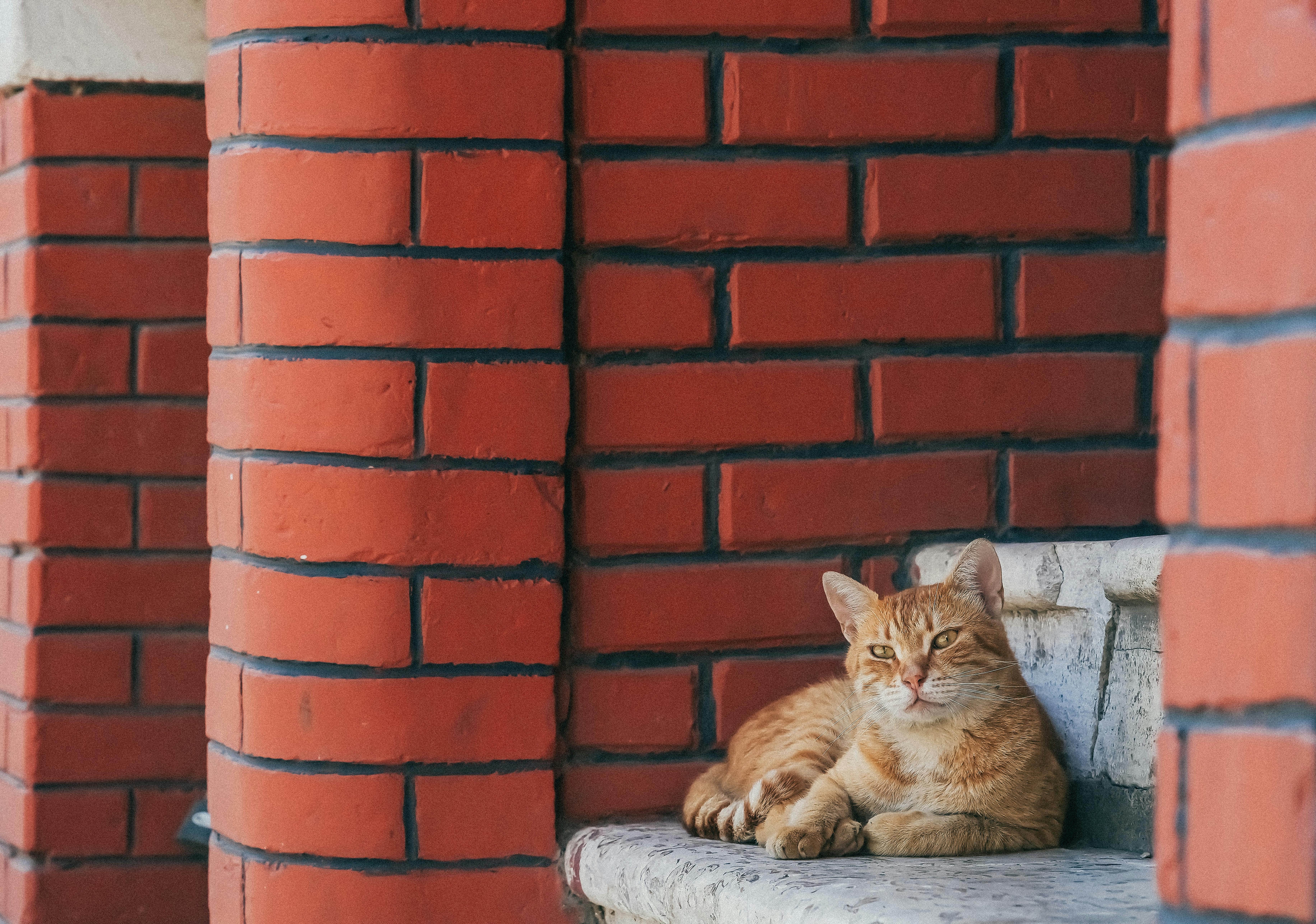 CAT 2025 Latest Update: Official Scorecards Released, Download Your Results Today