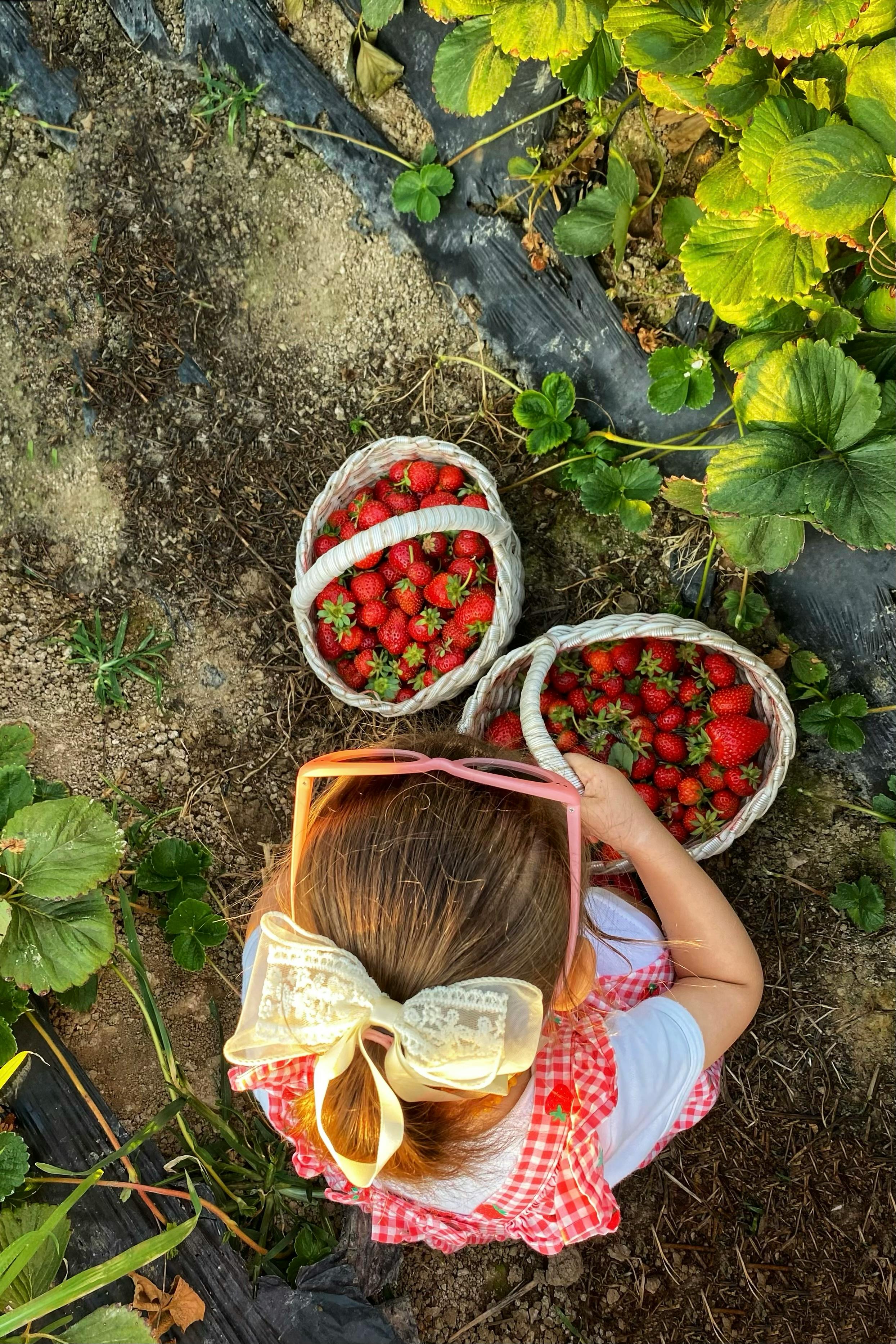 A young girl picking strawberries in a sunny garden, surrounded by lush plants.