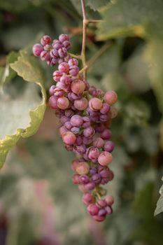 wild purple grapes