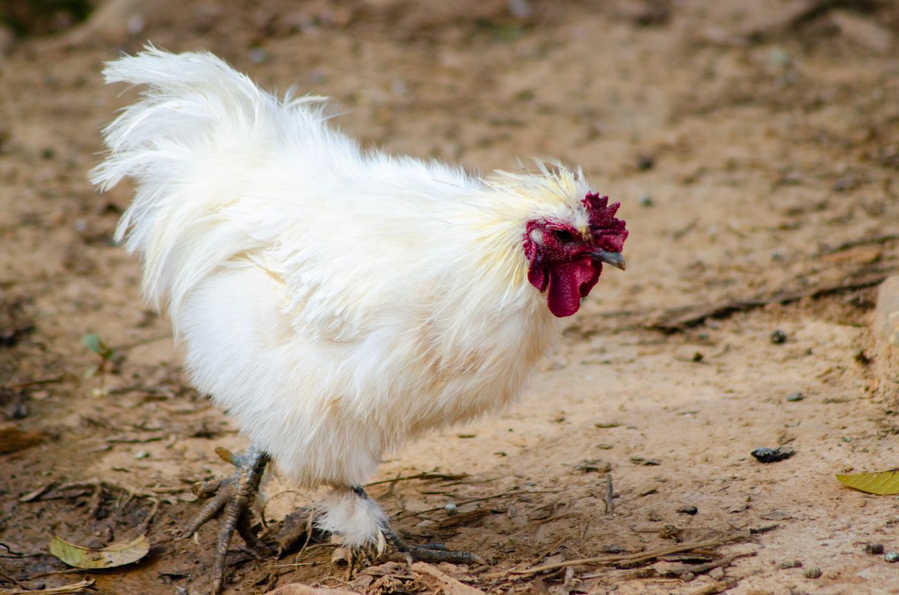 Poule blanche au plumage soyeux marchant sur un sol de terre
