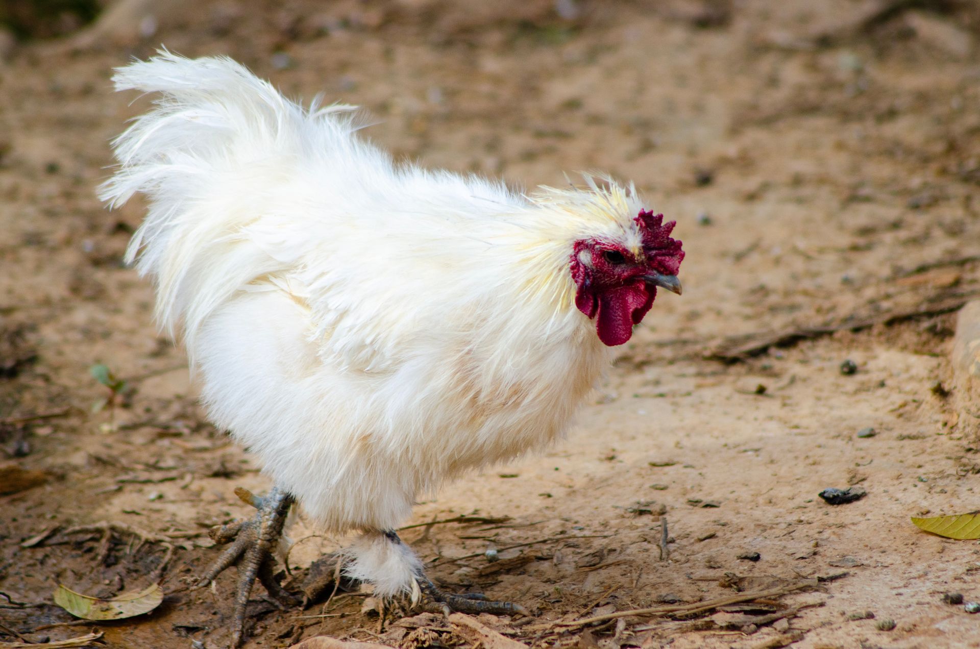 A fluffy white Silkie chicken with a red comb walking on earthy soil outdoors.
