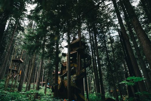 A scenic view of a treehouse nestled within the dense forests of Revelstoke, British Columbia.