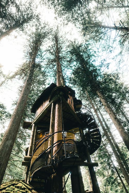 Free Explore a rustic treehouse nestled among towering pines in the natural beauty of British Columbia. Stock Photo