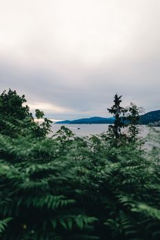 Lush greenery overlooking Vancouver's serene coastline. A peaceful outdoor nature scene.