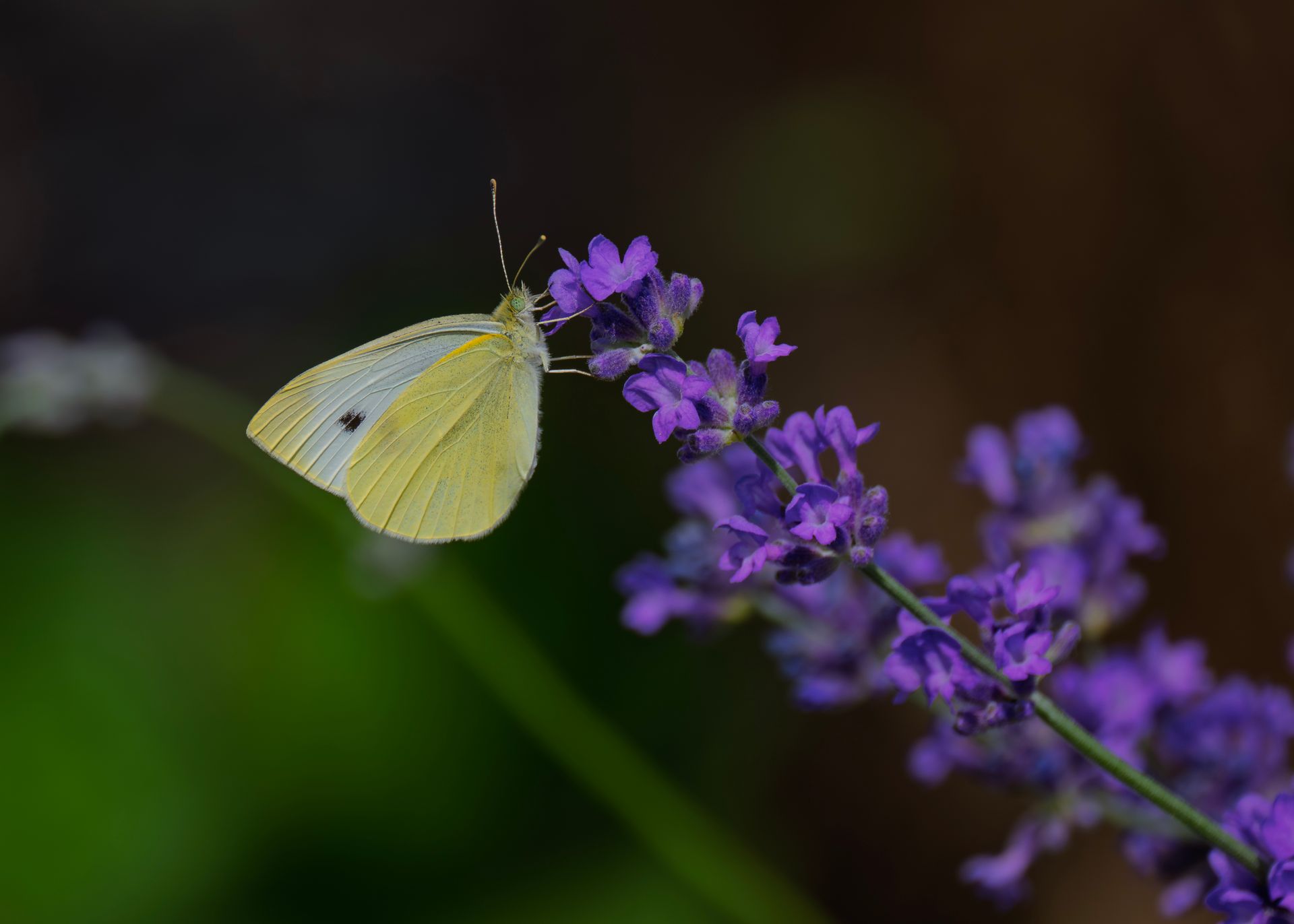 Cabbage White butterfly resting on vibrant lavender flower in garden setting.