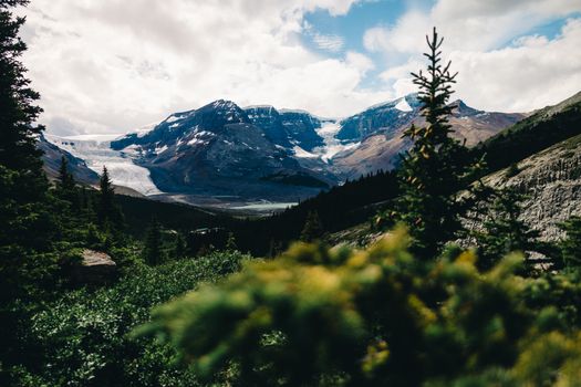 Breathtaking view of snow-capped mountains and lush forests in Jasper, Alberta, Canada.