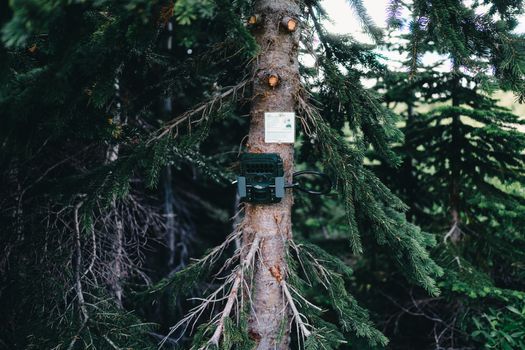 A forest camera is mounted on a tree in Jasper, Canada, surrounded by lush greenery.