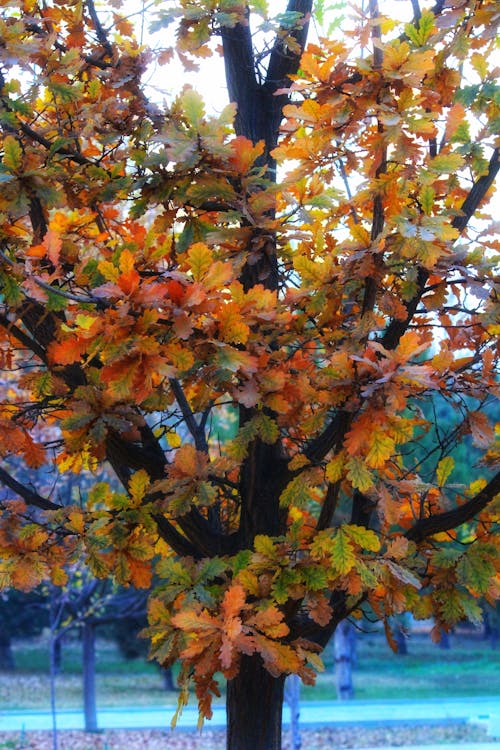 Free stock photo of adjusting, autumn, autumn colours Stock Photo