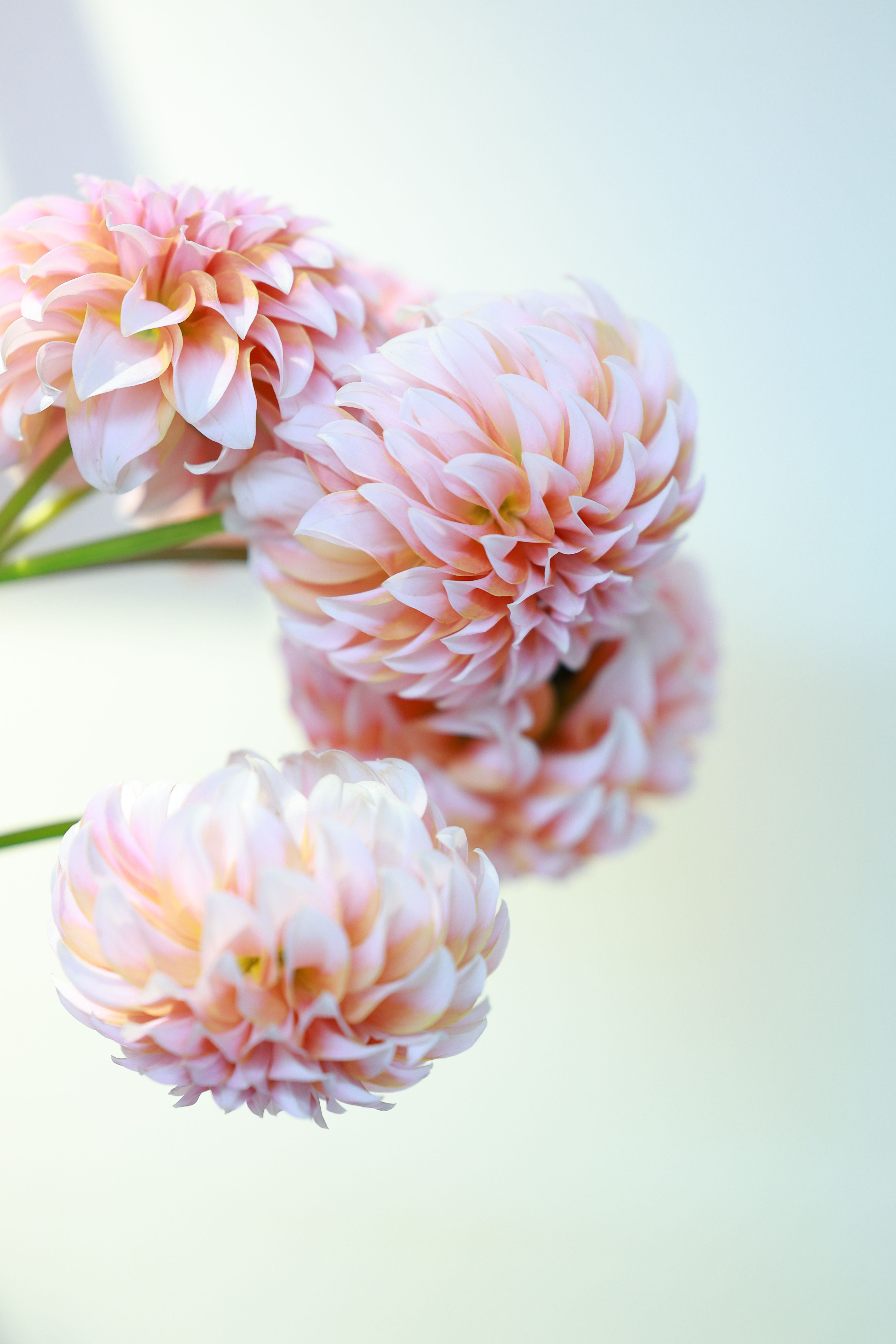 Elegant Pink Dahlias with Soft Pastel Petals · Free Stock Photo