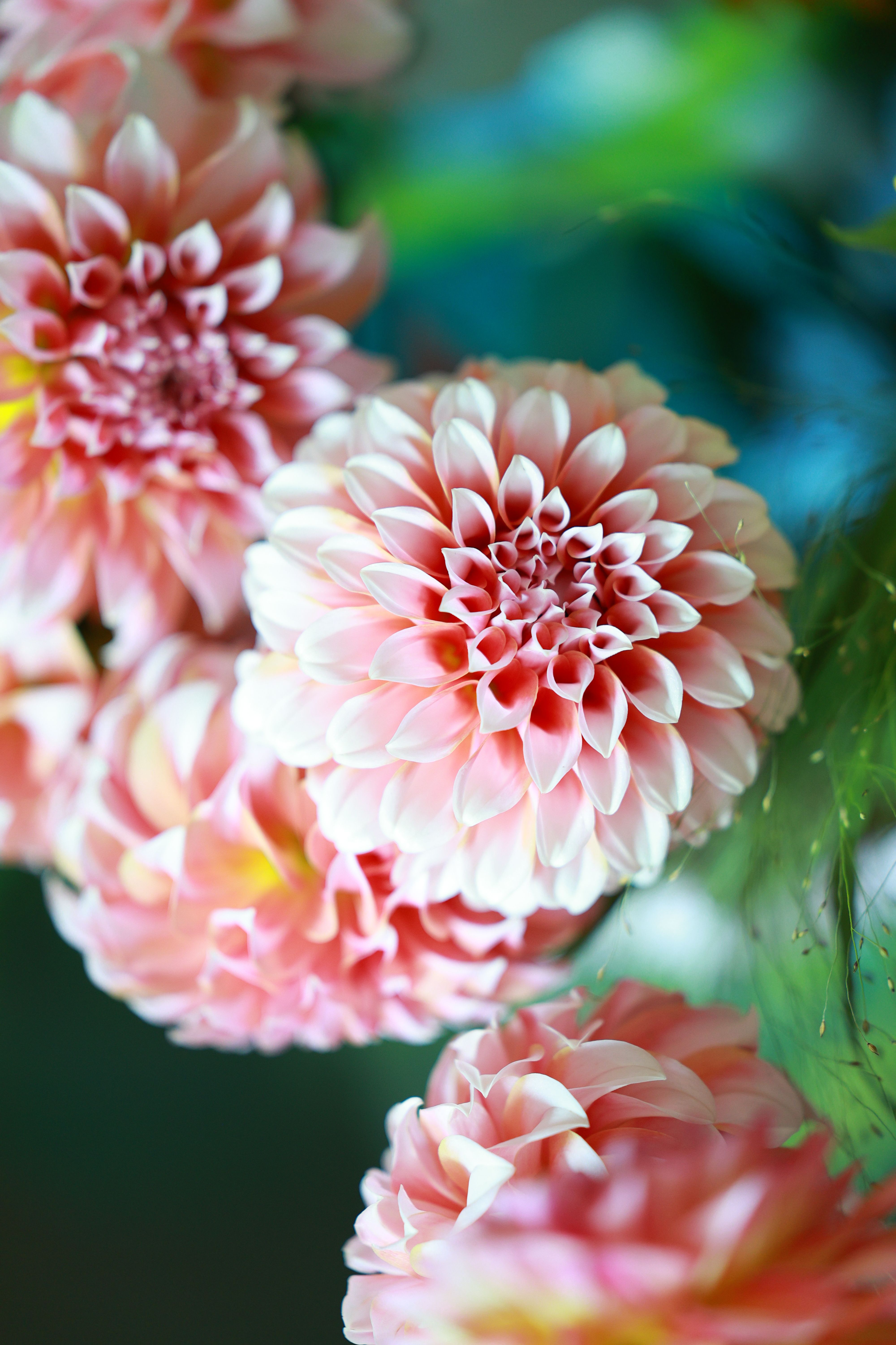 Close-Up of Vibrant Pink Dahlia Flowers in Bloom · Free Stock Photo