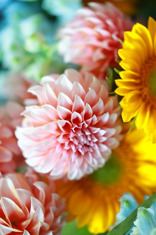 Free Vibrant close-up of pink dahlias and yellow sunflowers in a bouquet. Stock Photo
