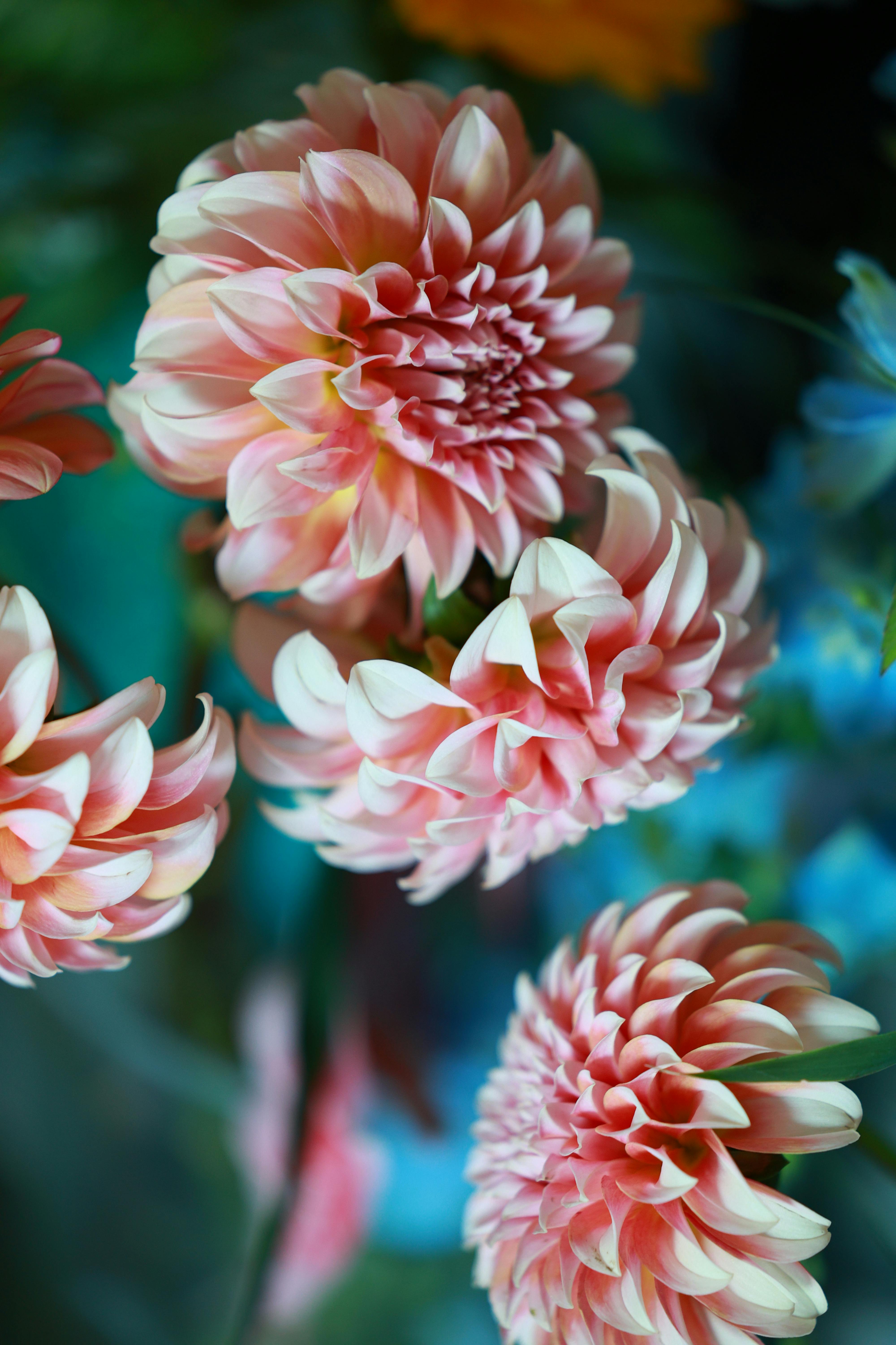 [ColoSach]-a-close-up-shot-of-vivid-pink-dahlia-flowers-in-bloom,-displaying-intricate-petal-patterns.