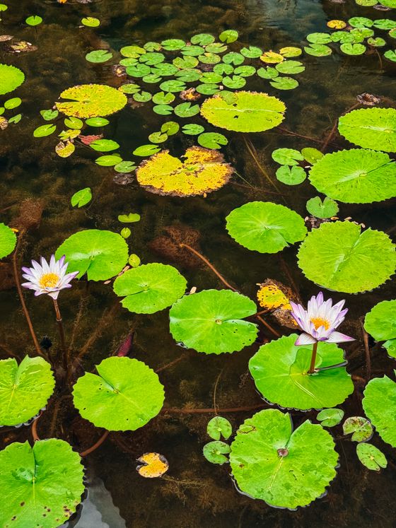 Lily pads and lotus flowers on a pond, photo by G Cicconeto on Pexels